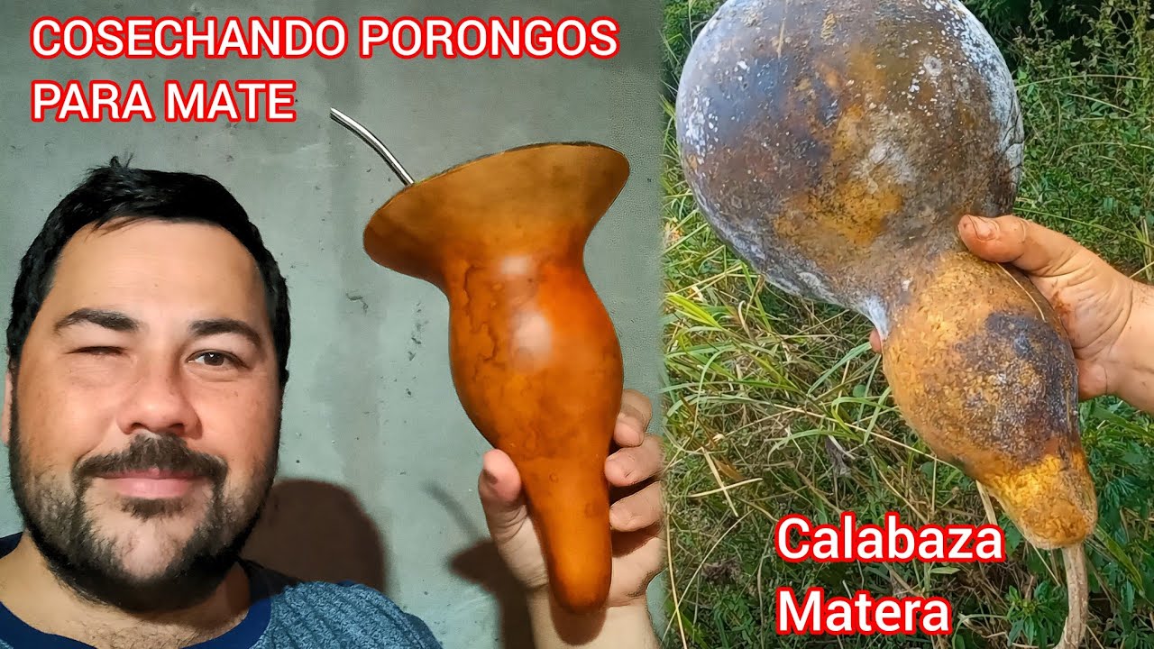 Te Enseño Cómo son las Calabazas Materas🧉? Cosecha de Porongo MATE