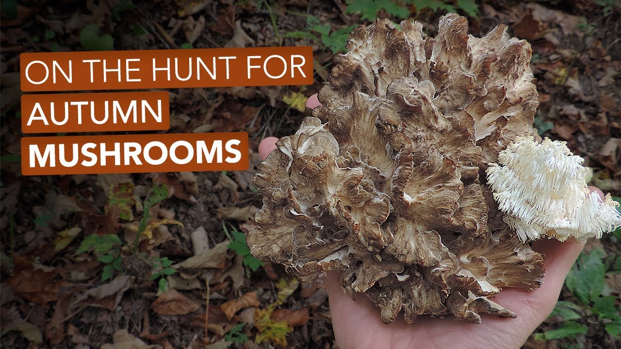 On The Hunt For Autumn Mushrooms