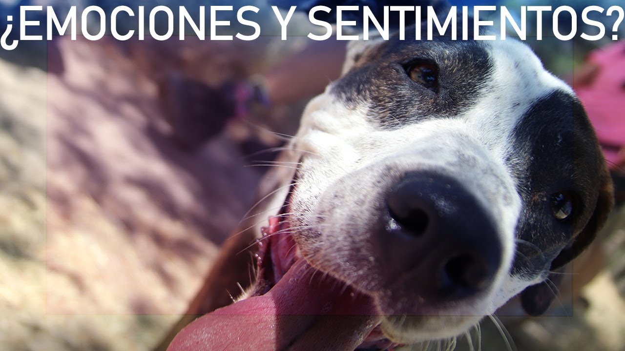 ¿Tienen los perros emociones y sentimientos? - Etología canina