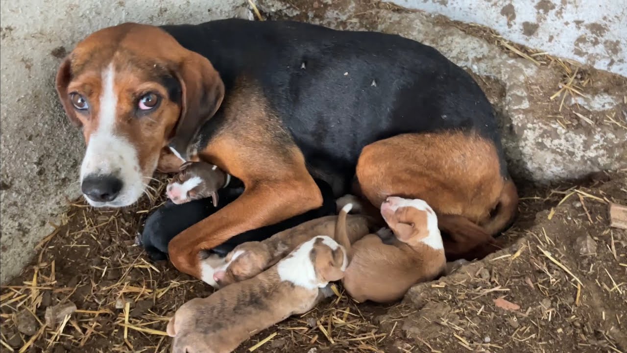 AV KOPAYI GECE VE TOPRAK ANNE OLDU🧿