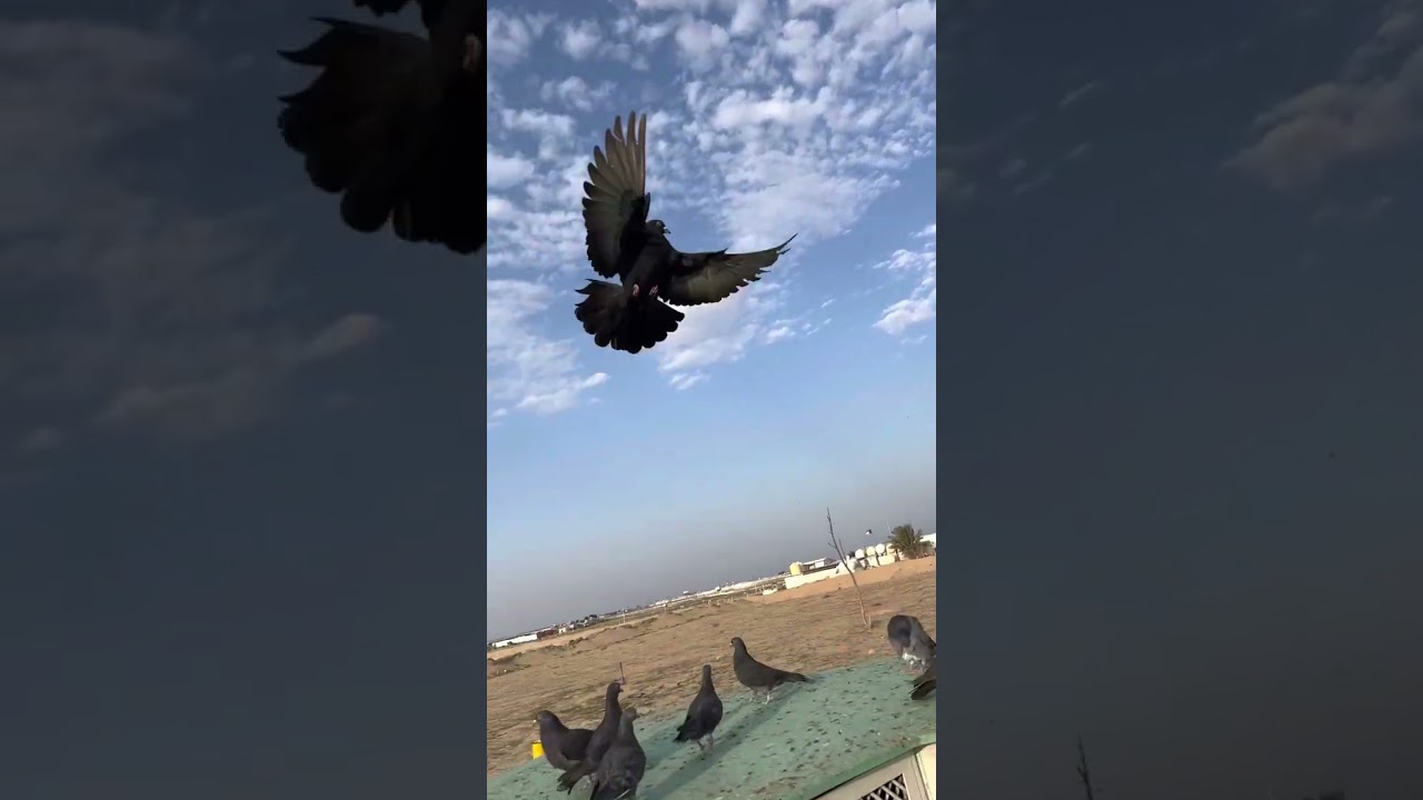 ازرق المعجل لم اللم ٦٦٥٠٥٥٧٠