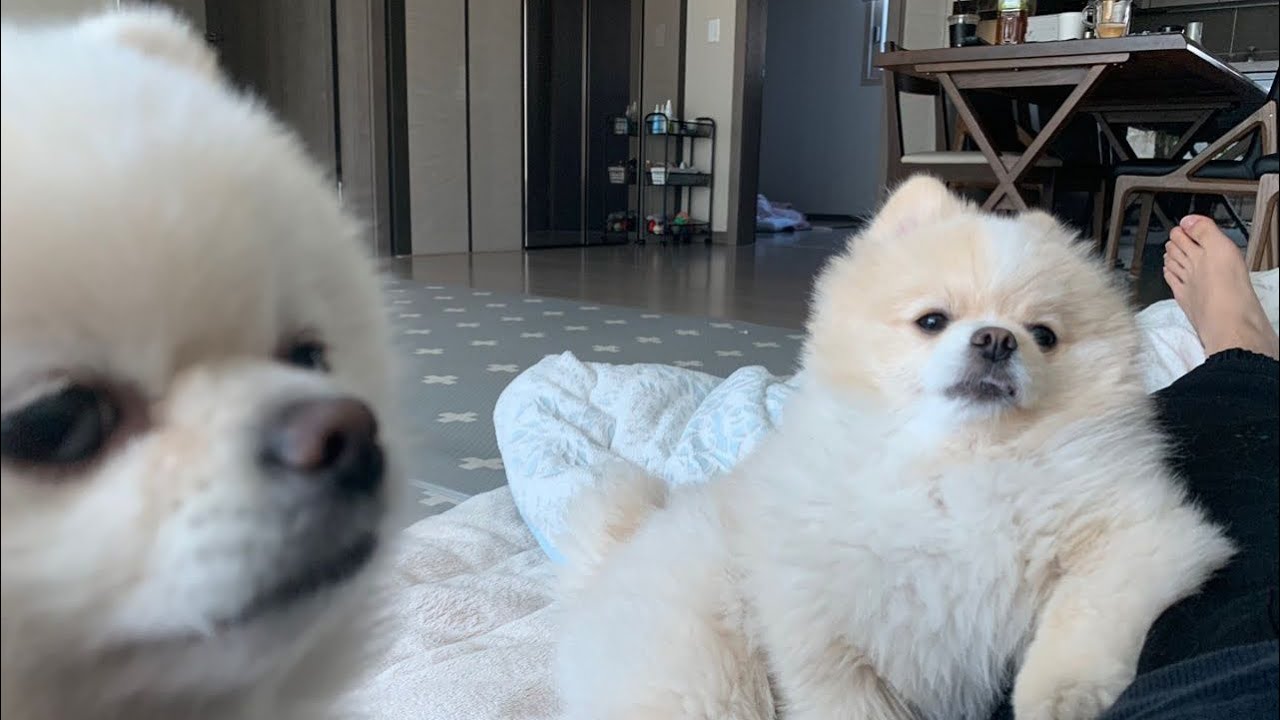 [포메라니안] I 가족에 E 공주님 등장이라..🐶