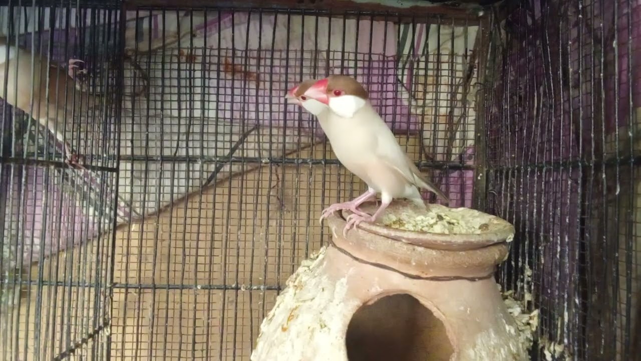 Fawn Java pair breeder pair | Ready to second breed 