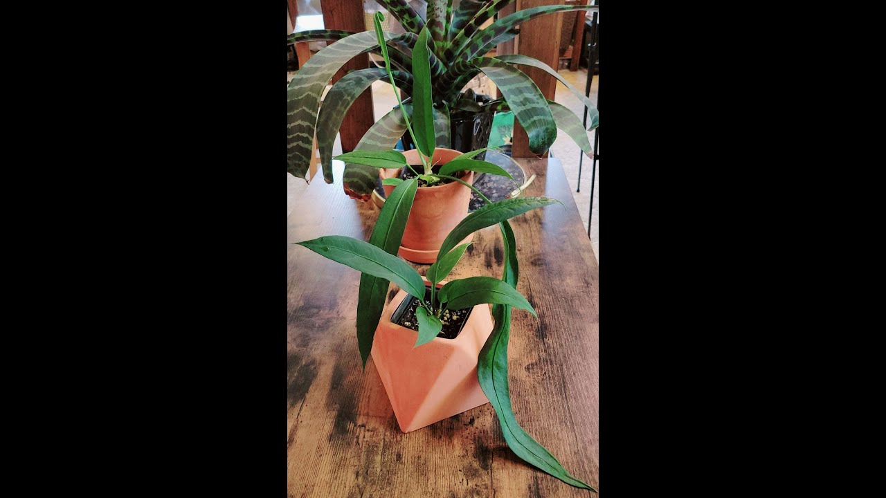 Anthurium Vittarifolium I Care