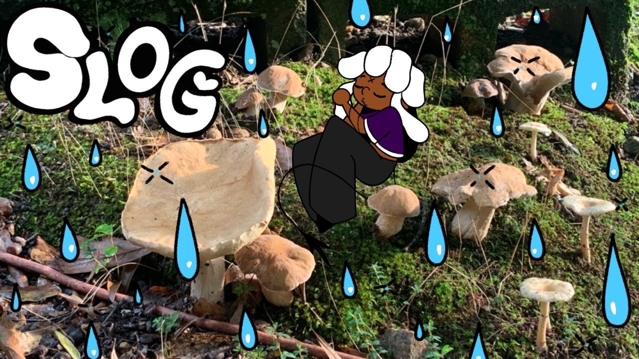 SLOG #2 - GRATITUDE / COOL MUSHROOMS