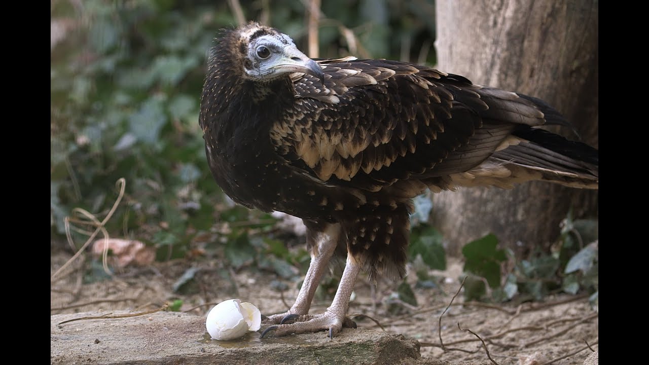 Eier knackender Geier wird ausgewildert I Tiergarten Schönbrunn