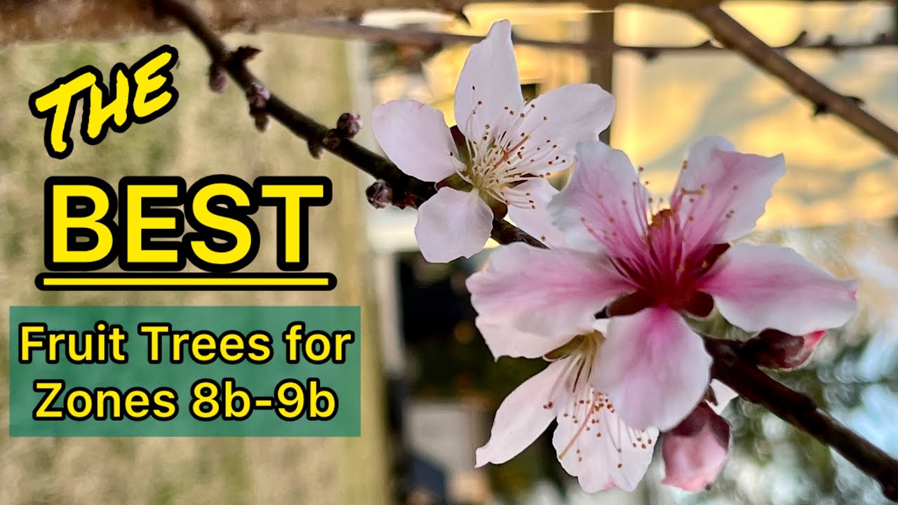 These are the Best Fruit Trees to Plant in Zones 8b-9b that still experience Freezes
