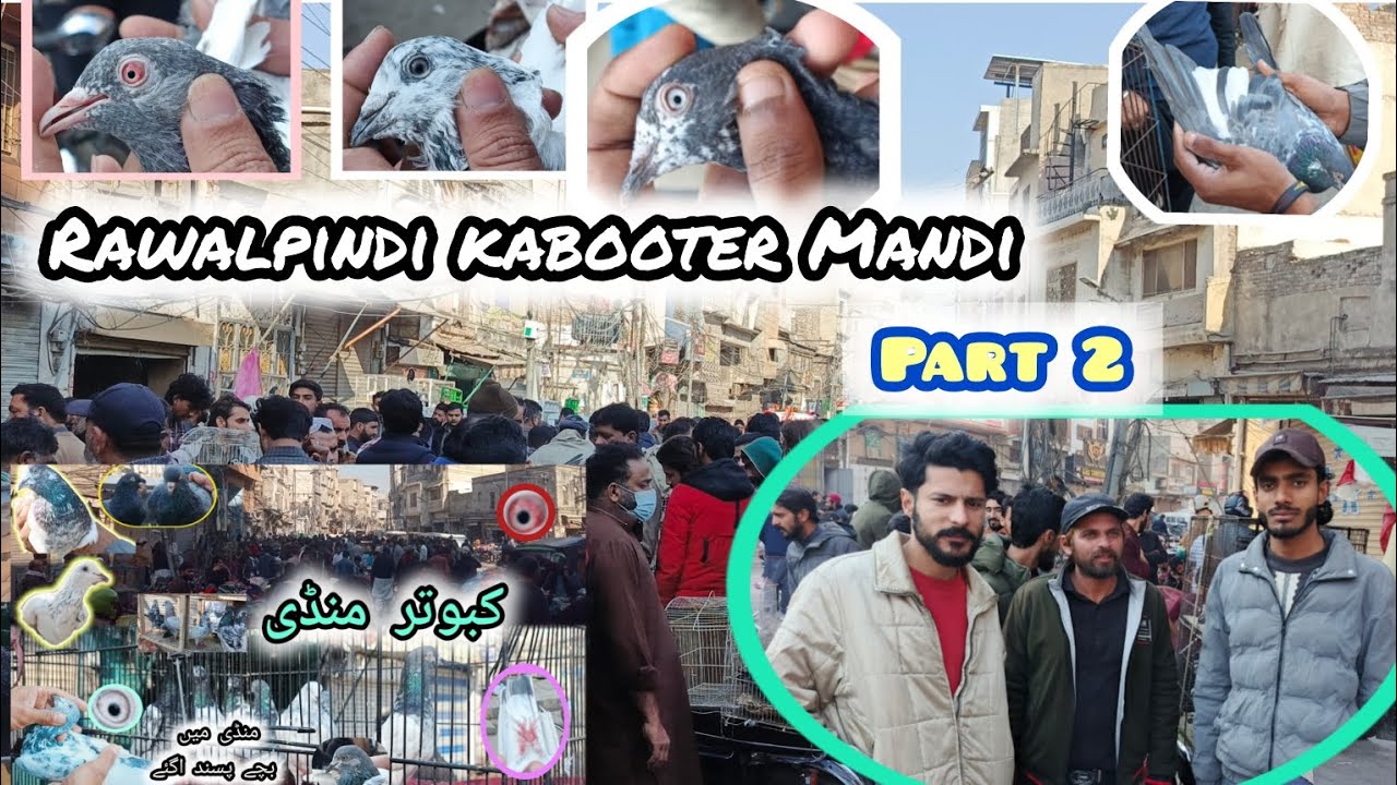  kabooter Mandi part 2 #pigeonhouse #kabootermarket #kabootarloft05 #pigeon #birdsvlogs 