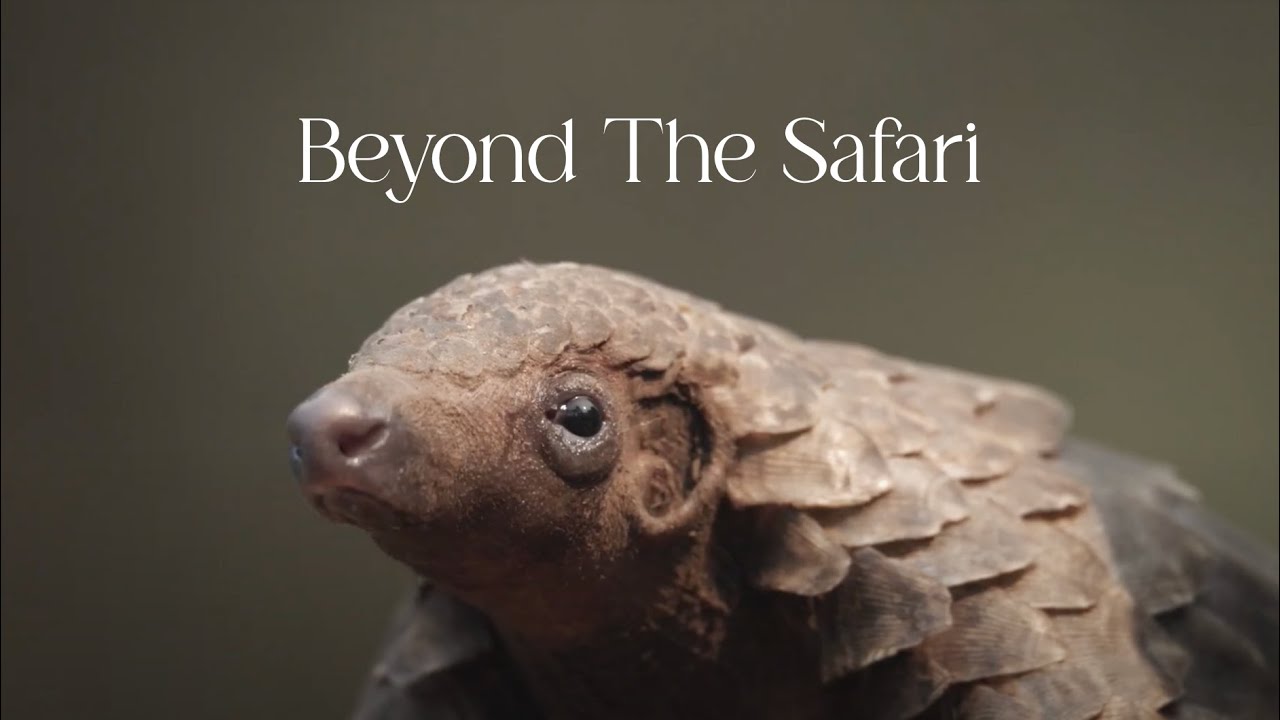 Beyond the Safari | Episode 1: Walking with Pangolins in Gorongosa National Park