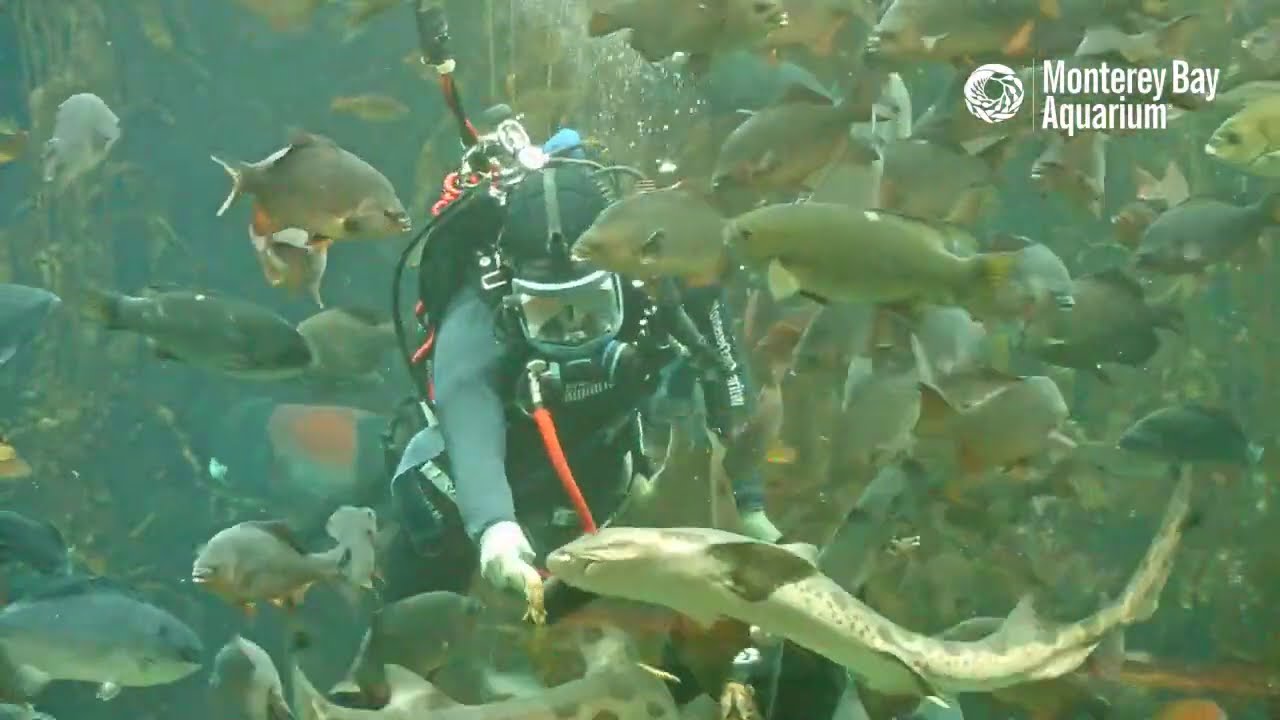 Live dive to feed the sharks and fishes in the Kelp Forest! | The Aquarium From Home