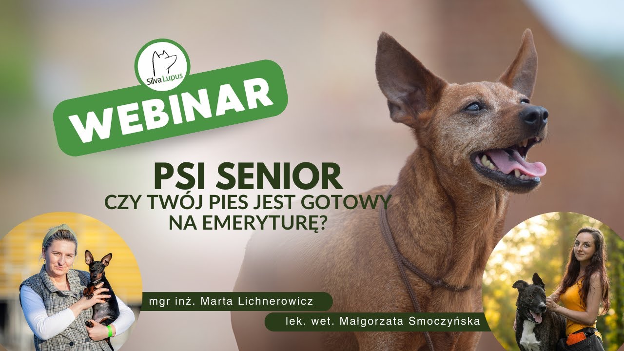 Psi Senior - czy twój pies jest gotowy na emeryturę?