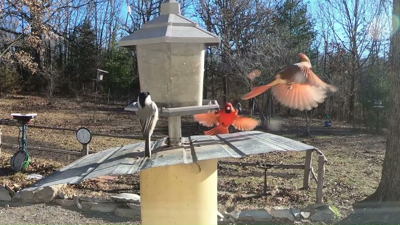 Wow, So Many Birds !