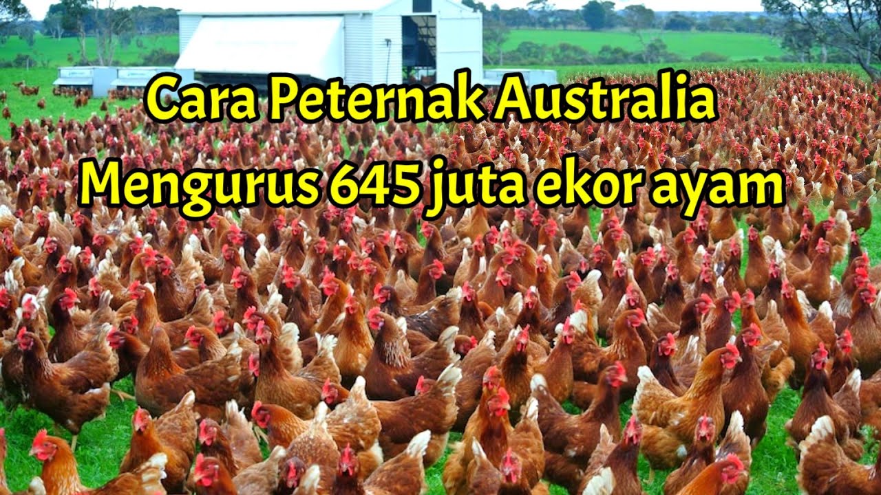 Bagaimana cara peternak Australia mengurus 645 juta ekor ayam dan menghasilkan 6 miliar butir telur?