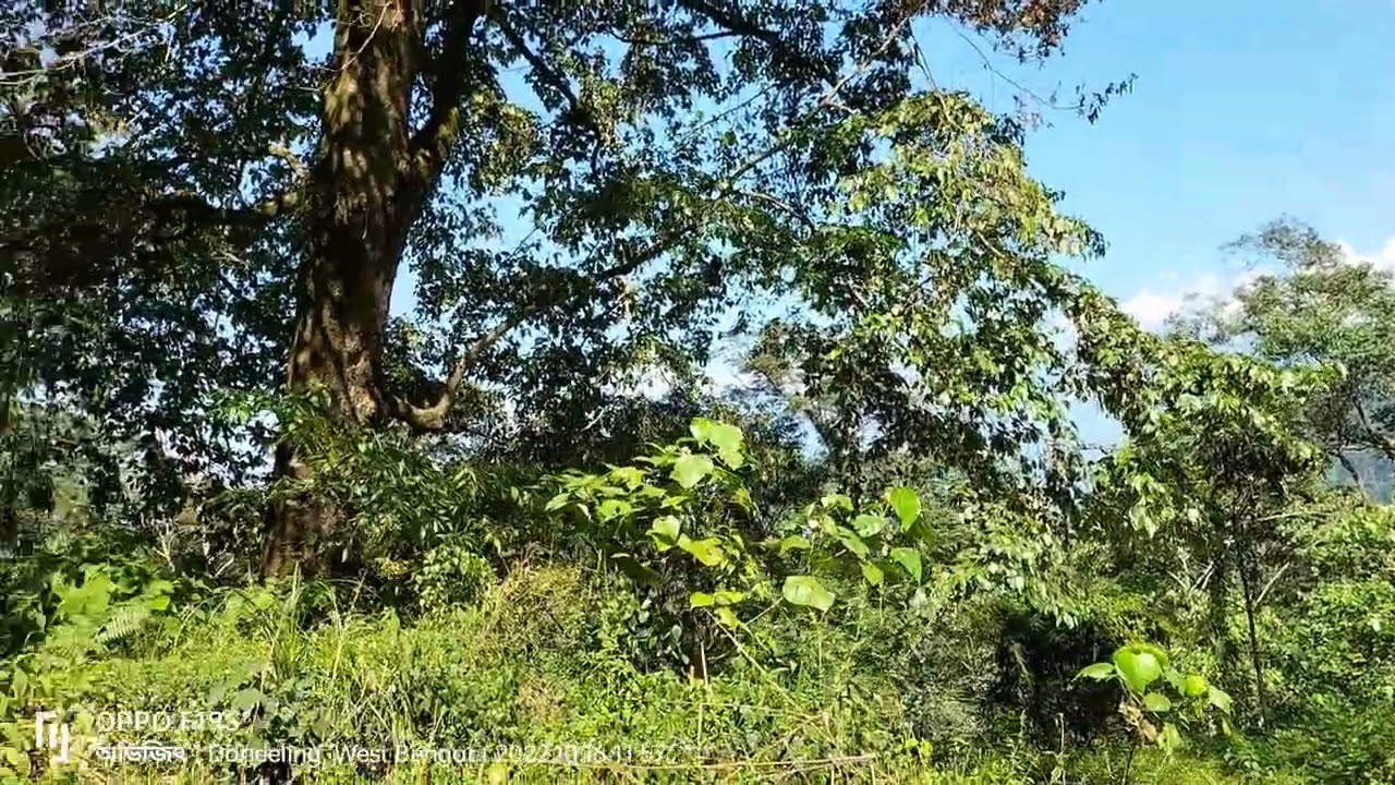 Basnet Homestay. Mayrong Forest Village. Kalimpong.
