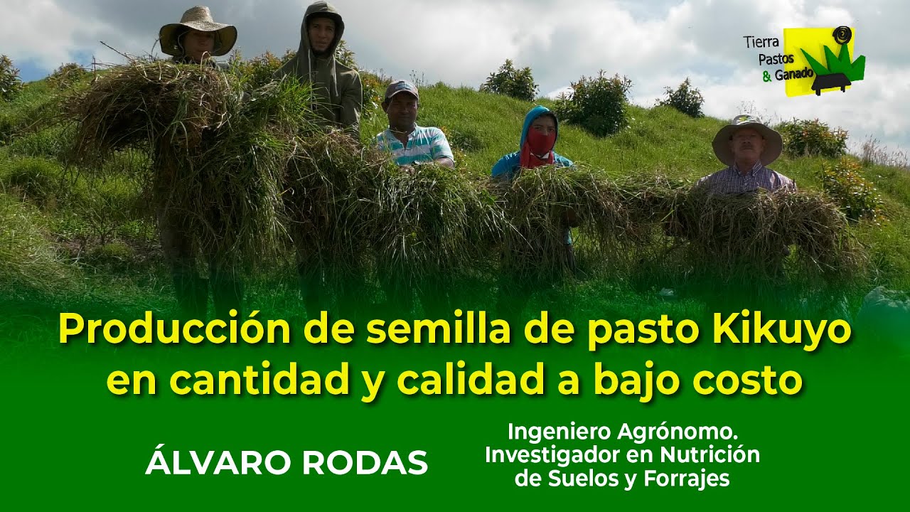 Producción de semilla de pasto Kikuyo en cantidad y calidad a bajo costo | Tierra Pastos y Ganado