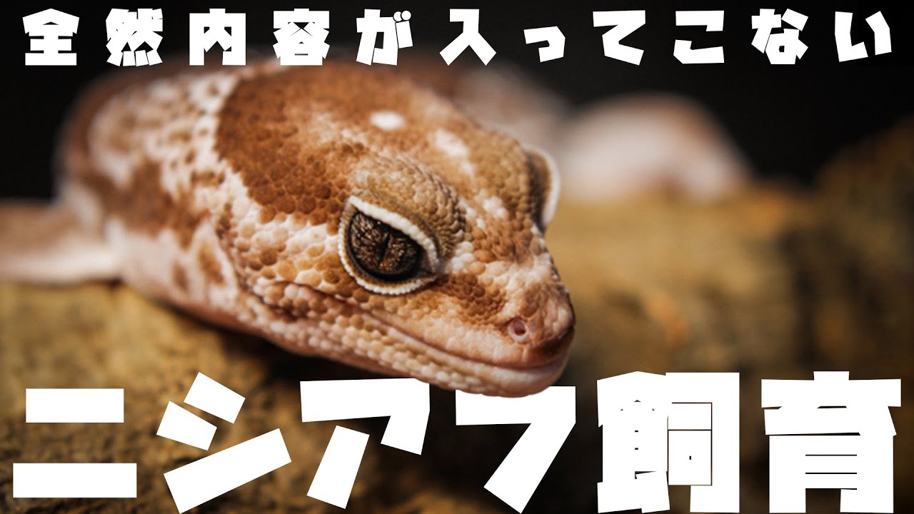 内容が入ってこないニシアフ飼育