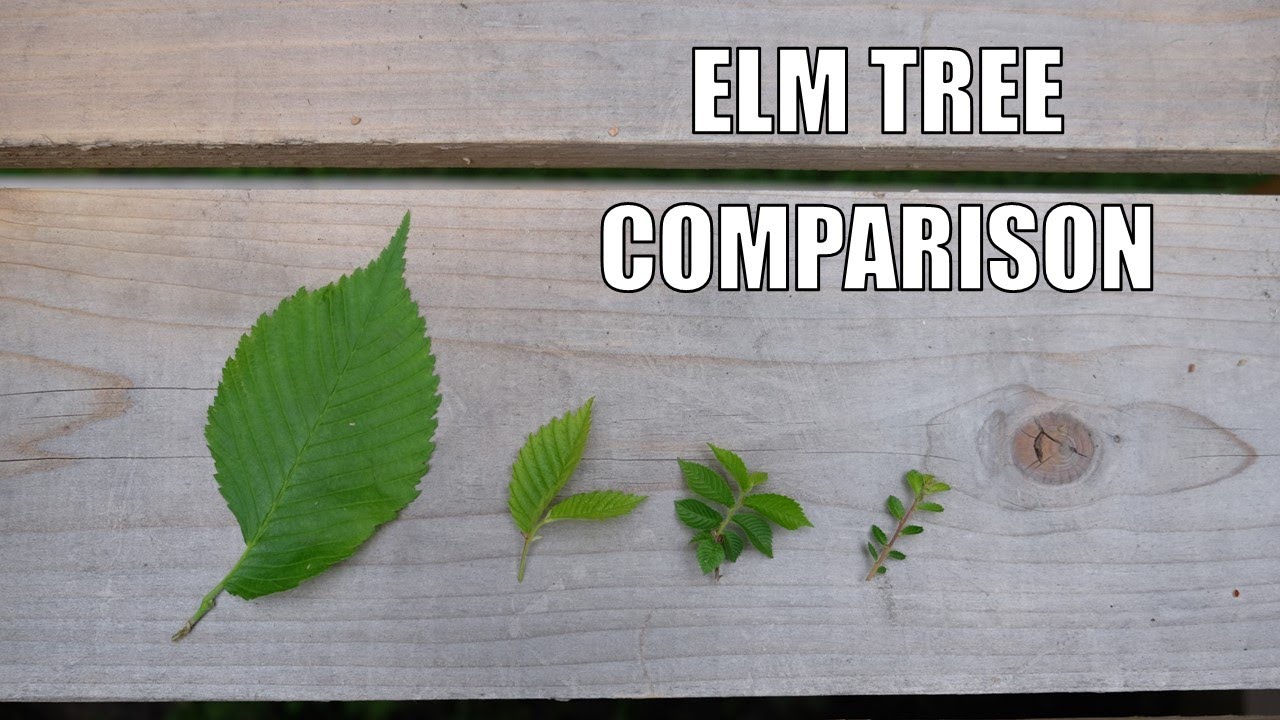 Elm Comparison