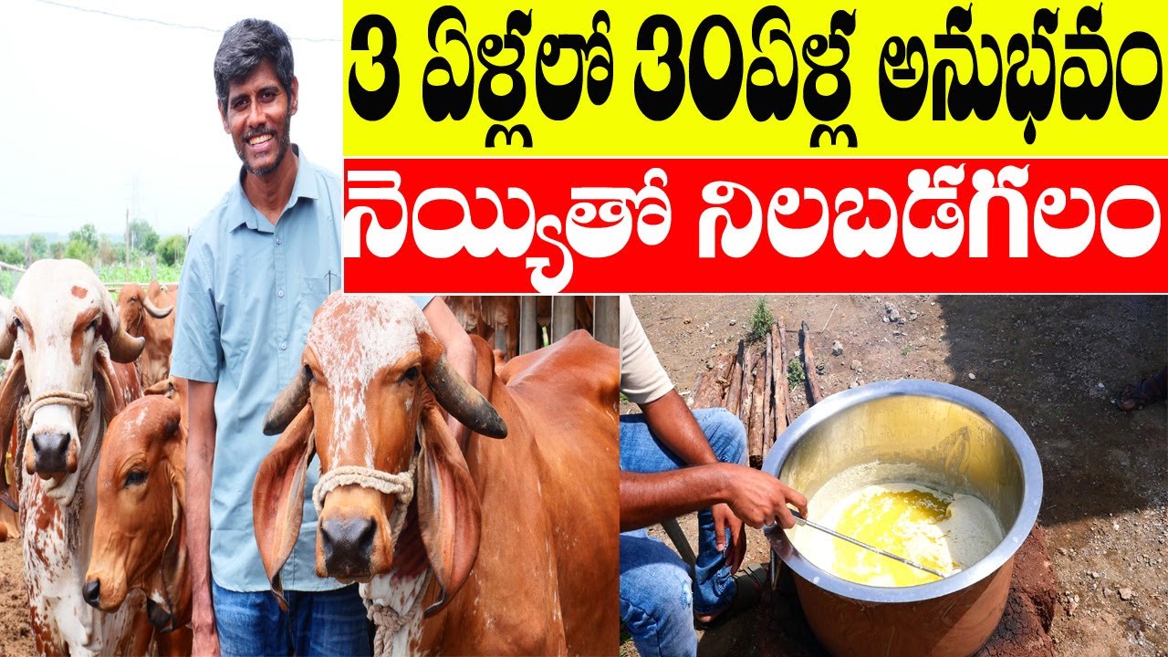 How to success in Gir dairy |93921 77365|అద్దంకి సమీపంలో 90 గిర్ ఆవులతో గోశాల|గోశాలతో లాభాలు సాధ్యమా