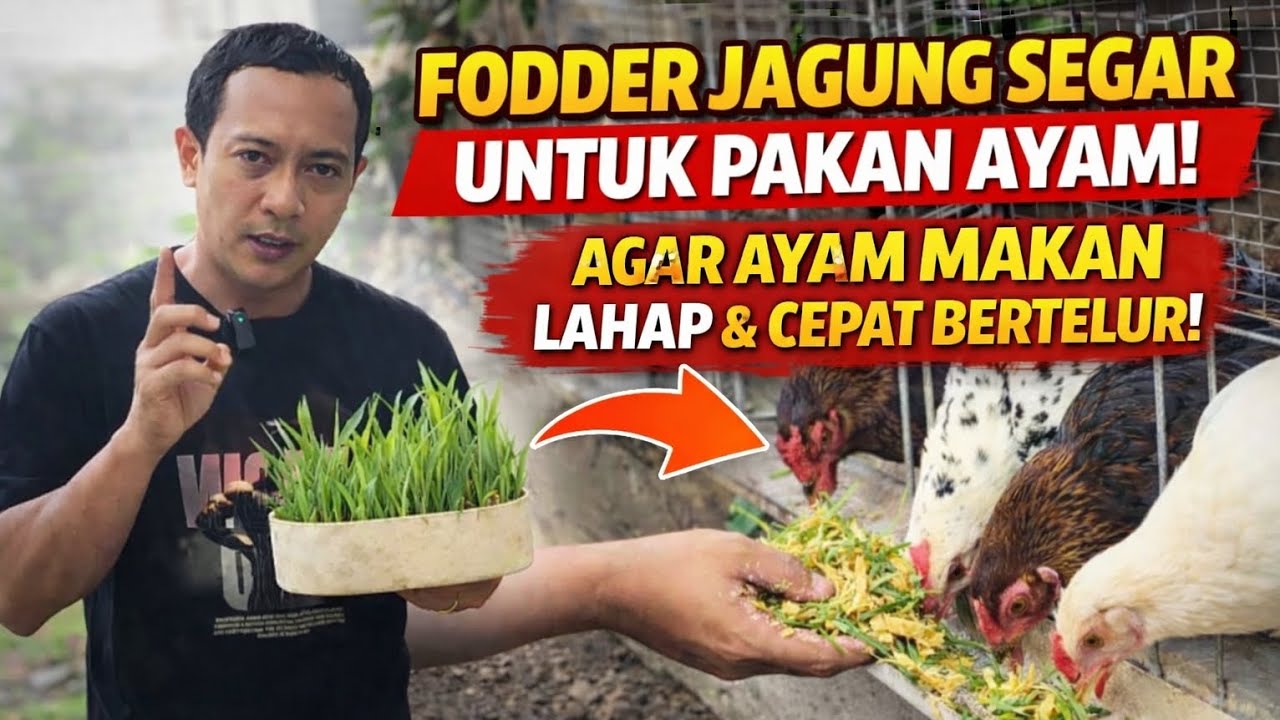 GILA! Fodder Jagung Ini Bikin Ayam Cepat Besar Tanpa Pakan Mahal