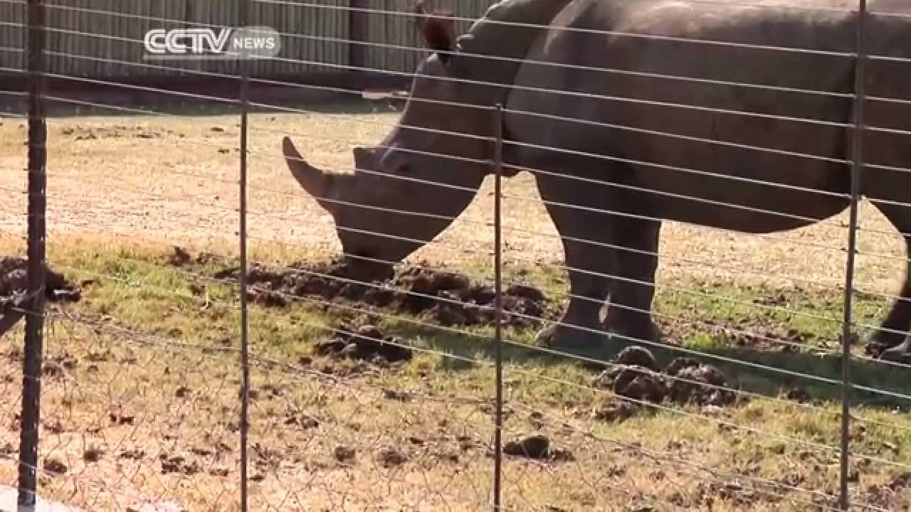 South Africa's Game Auction