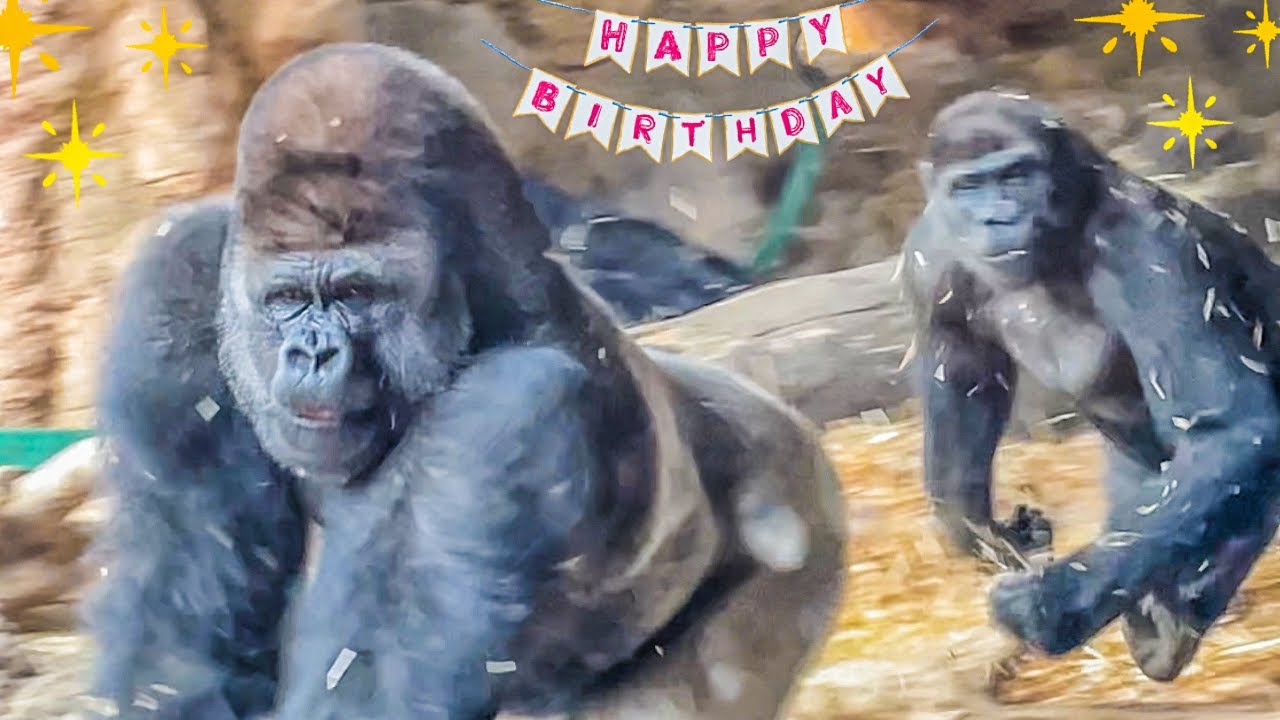 Momoka's last day w/ the troop｜Happy 8th Birthday, Riki!🎉 1/₅