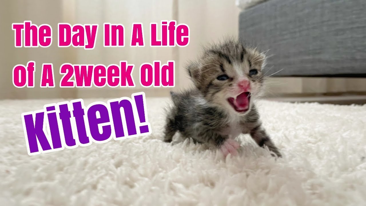 How to take care of a two week old Baby Kitten !