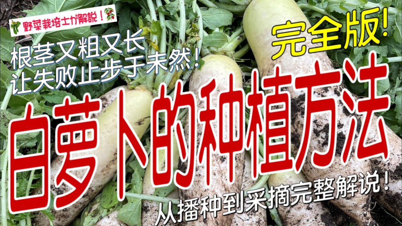 《白萝卜的种植方法》白萝卜种植全流程讲解｜快速掌握从播种到收获的关键技巧