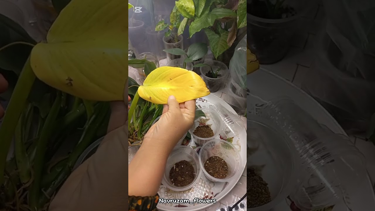 Филадендрон Хастатум гулини купайтириш усуллари.