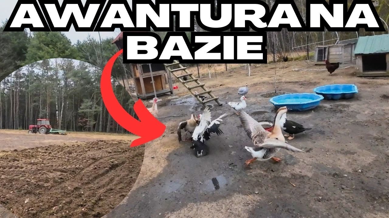 Balbinowi puściły nerwy i rzucił się na kaczora