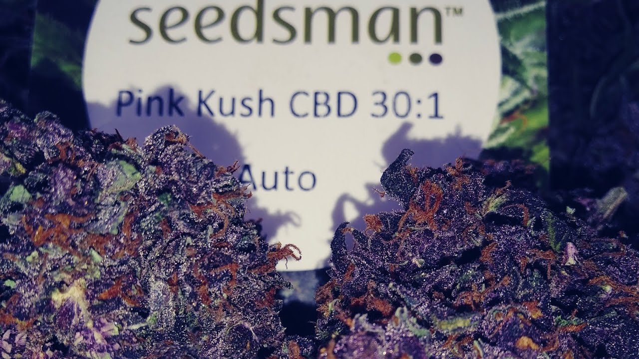 Trimming up my pink Kush CBD from seedsmanseeds,21+only..