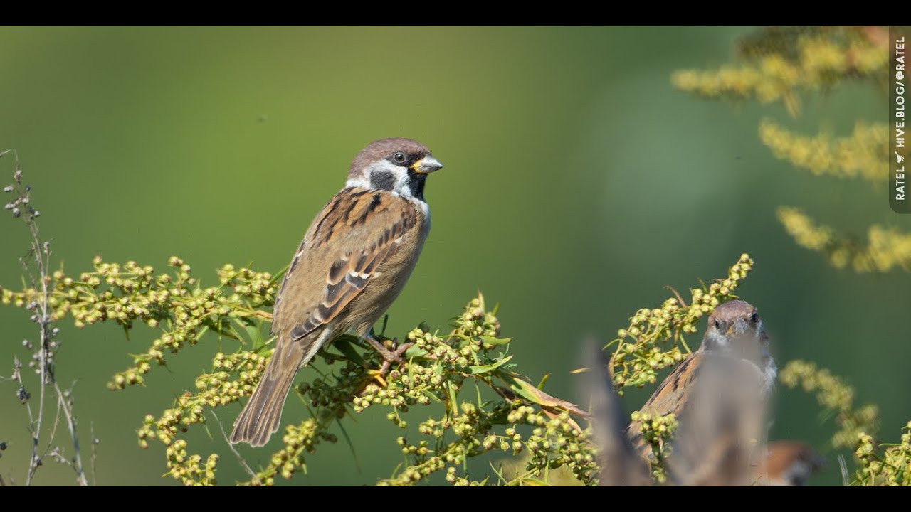 Полевой воробей (лат. Passer montanus)