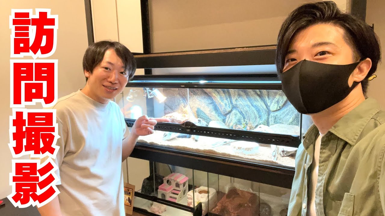 【訪問撮影】皆が憧れる『珍トカゲ』がまさかアレを食べるだと...