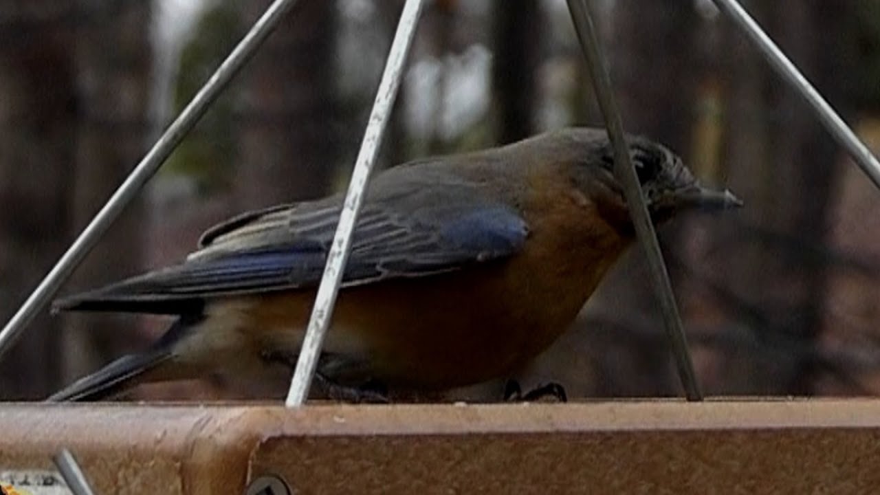 Blue Bird Outside My Window