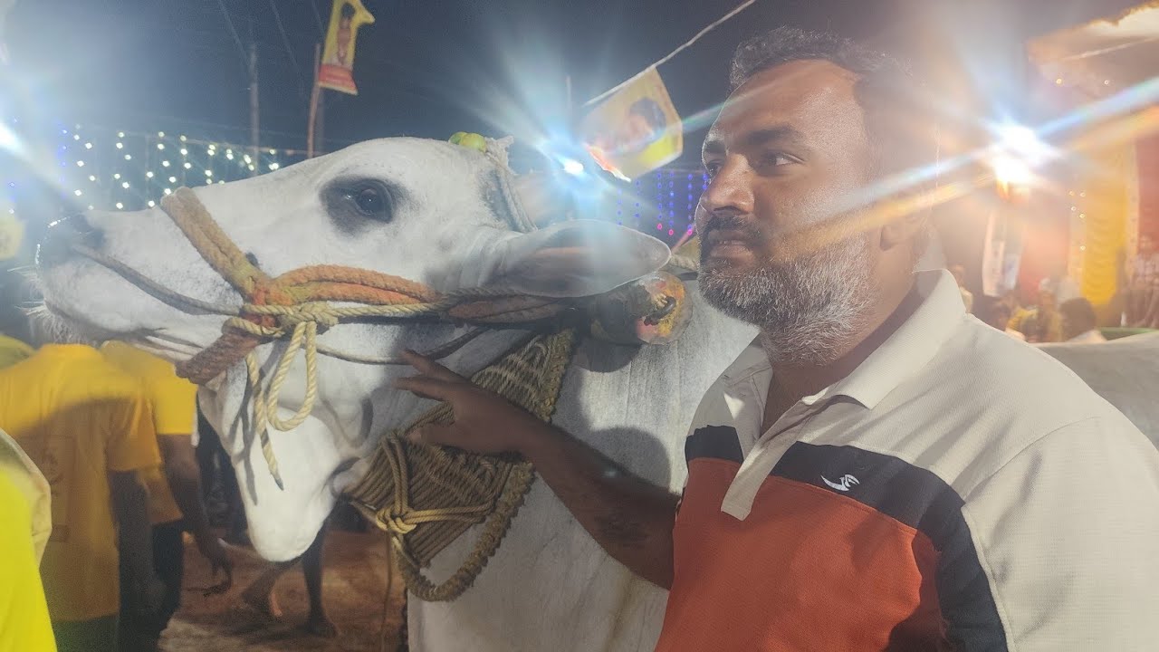 మాచవరం సబ్ జూనియర్స్1️⃣🏆🎖️ RK BULLS  అత్తోట రామకృష్ణ చౌదరి గారు ( డాన్ వీరసింహ)