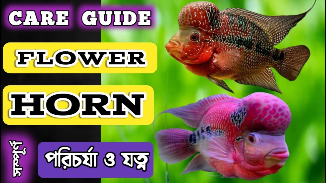 Flowerhorn Fish || Flowerhorn Care Guide in Bengali || All About Flowerhorn Fish || Expert Aquarist