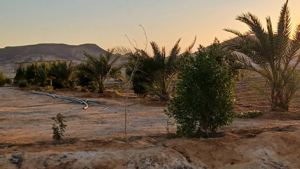 ٦٠ فدان بها زراعة🌴 مجدول ✅️ومجهزة للمحاصيل قريبه   ت.ذ.أحمد حسين 01091483125