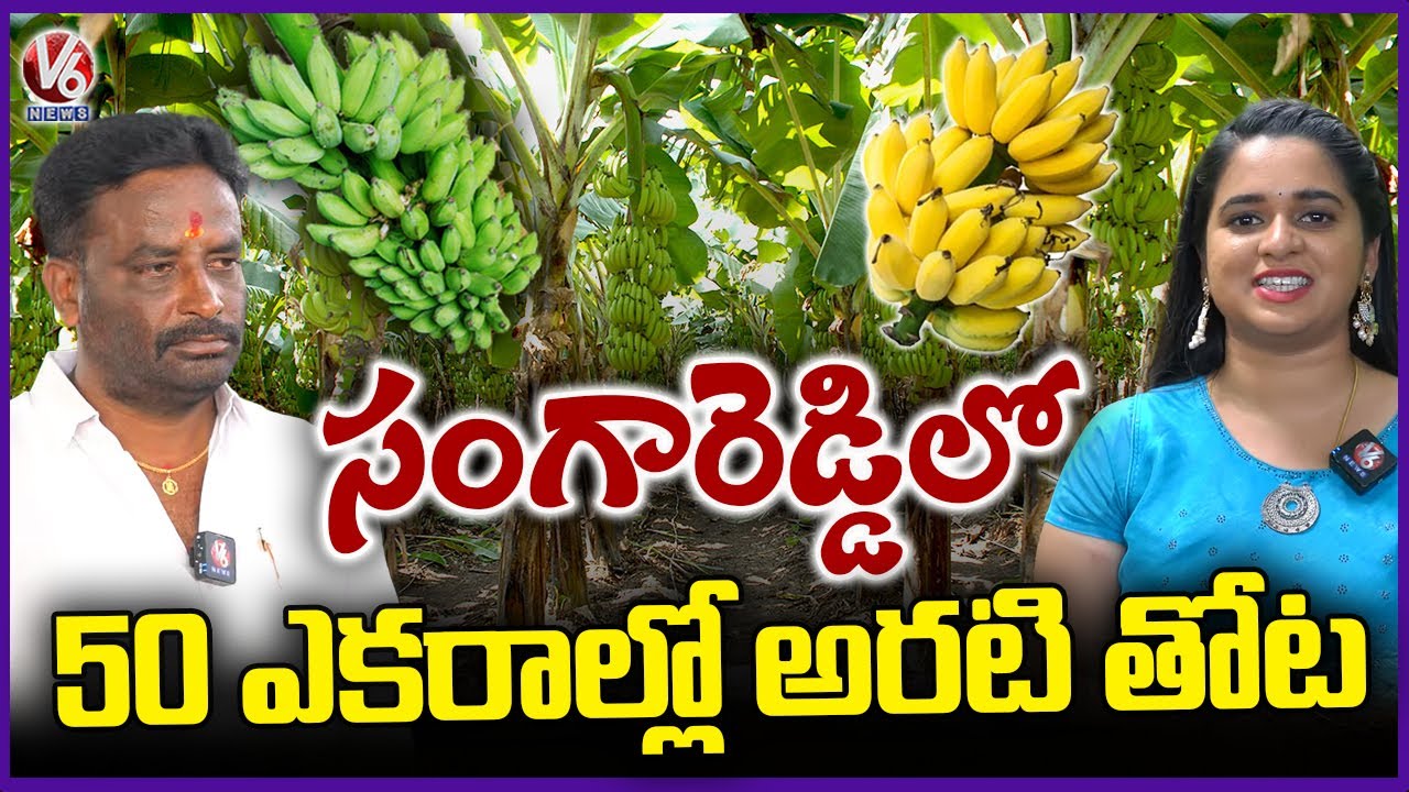 Farmer’s 50 Acre Banana Plantation Yields Excellent Returns In Sangareddy  | V6 News