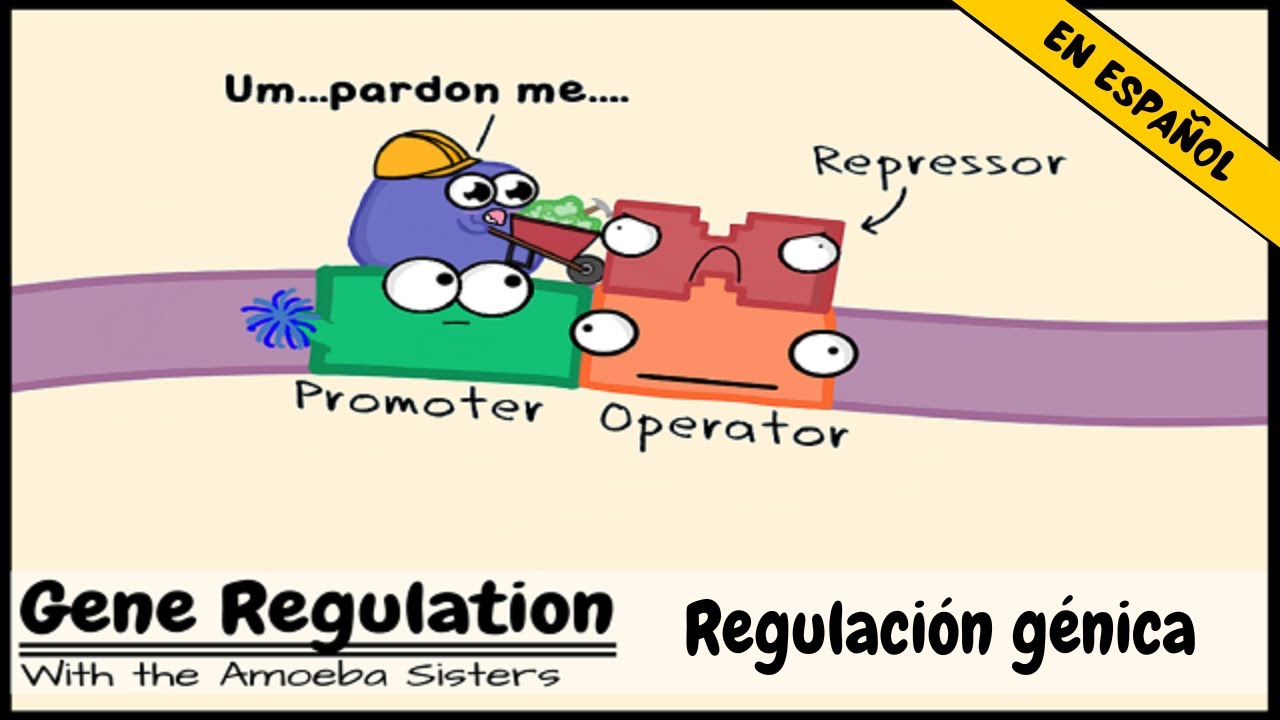 Regulación génica y el orden del operón
