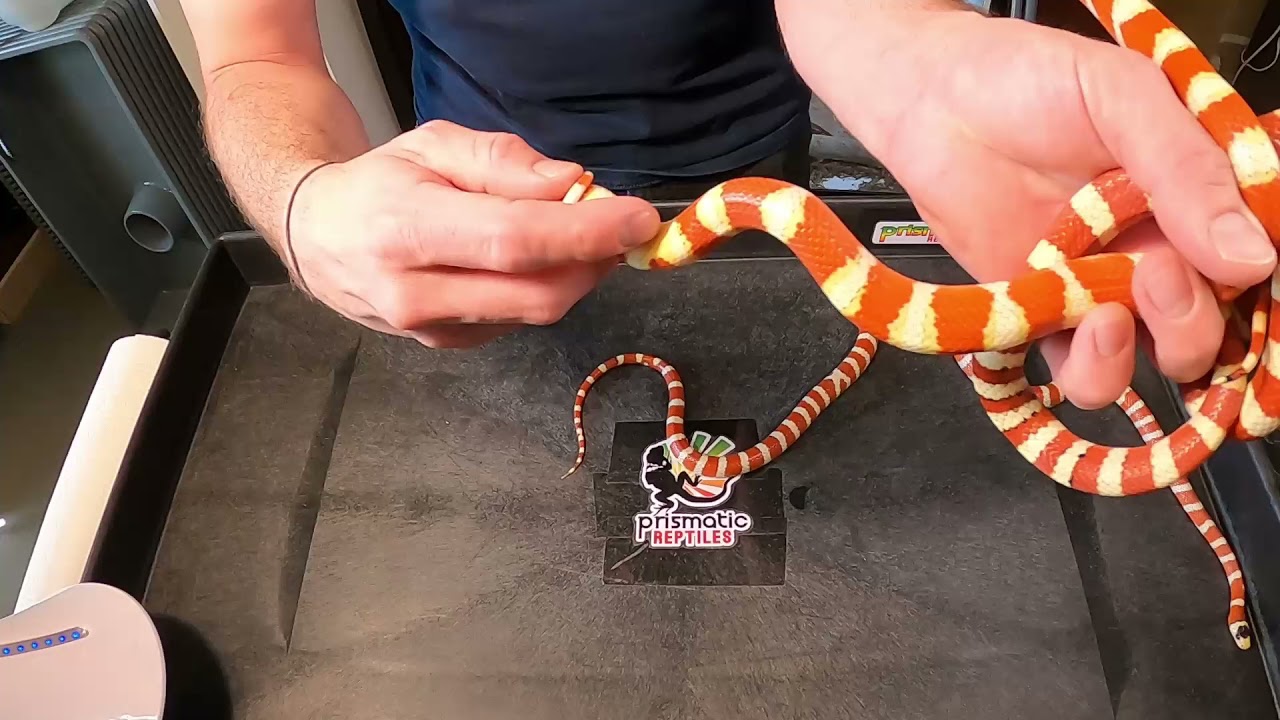 Recessive Mutations!  Arizona Mountain Kingsnakes - What Can We Create!? Plus a World's First!