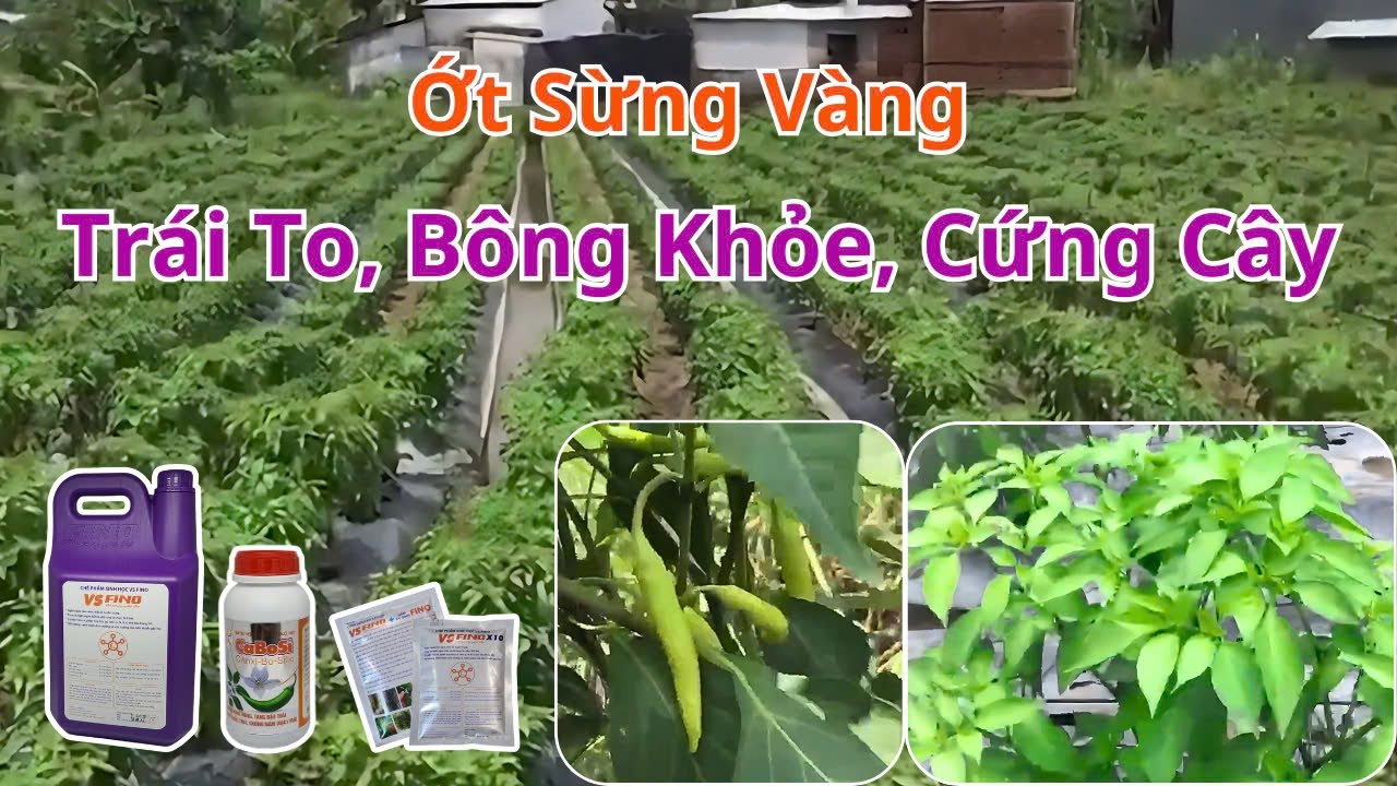 Vườn Ớt Sừng Vàng giống Trung Nông | Xem video FINO 6 tháng, mua về dùng quá Đạt | #trồngớt #câyớt