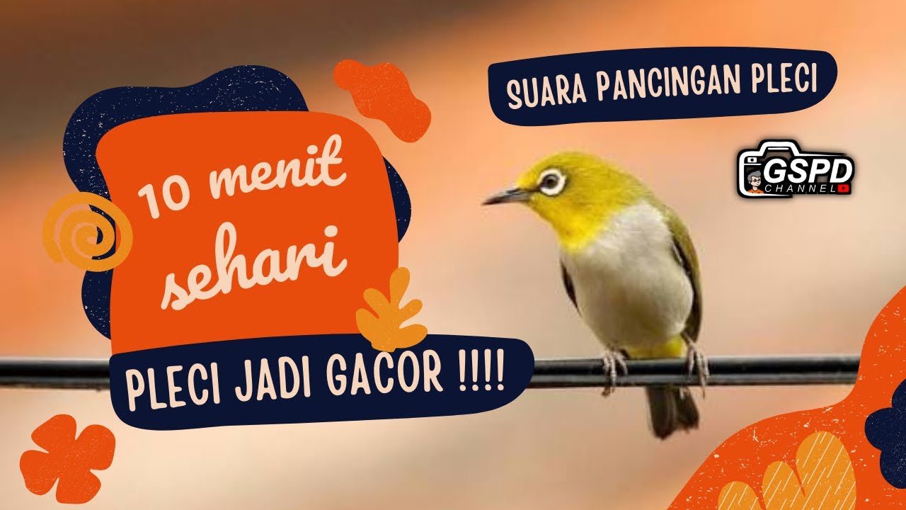 SUARA PANCINGAN BURUNG PLECI | BIKIN PLECI ANDA GACOR !!! 