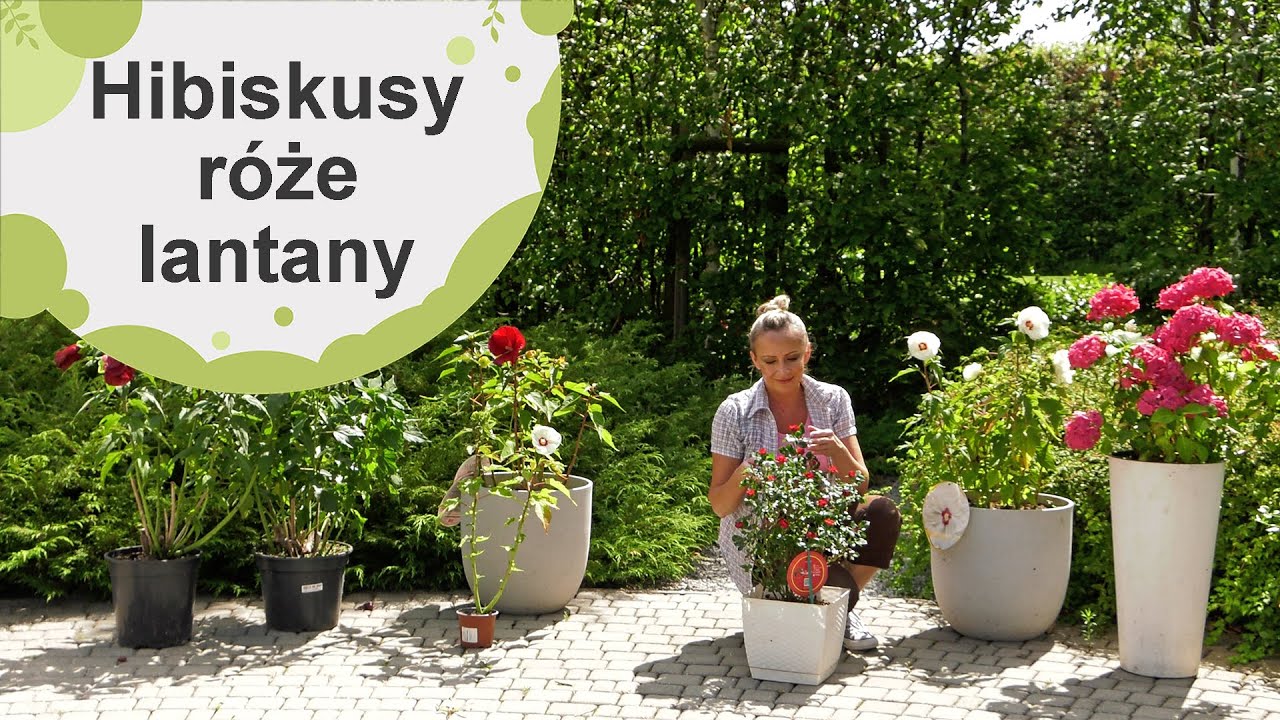 Oryginalności w pięknym kolorze: hibiskusy bagienne, r&oacute;że Zepeti, lantany Calippo
