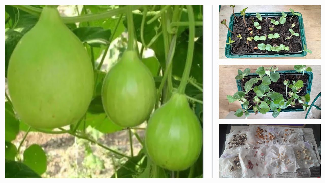 How to Germinate and grow different kinds of vegetable plants Lau shim beans pumpkin Shoker Bagan UK