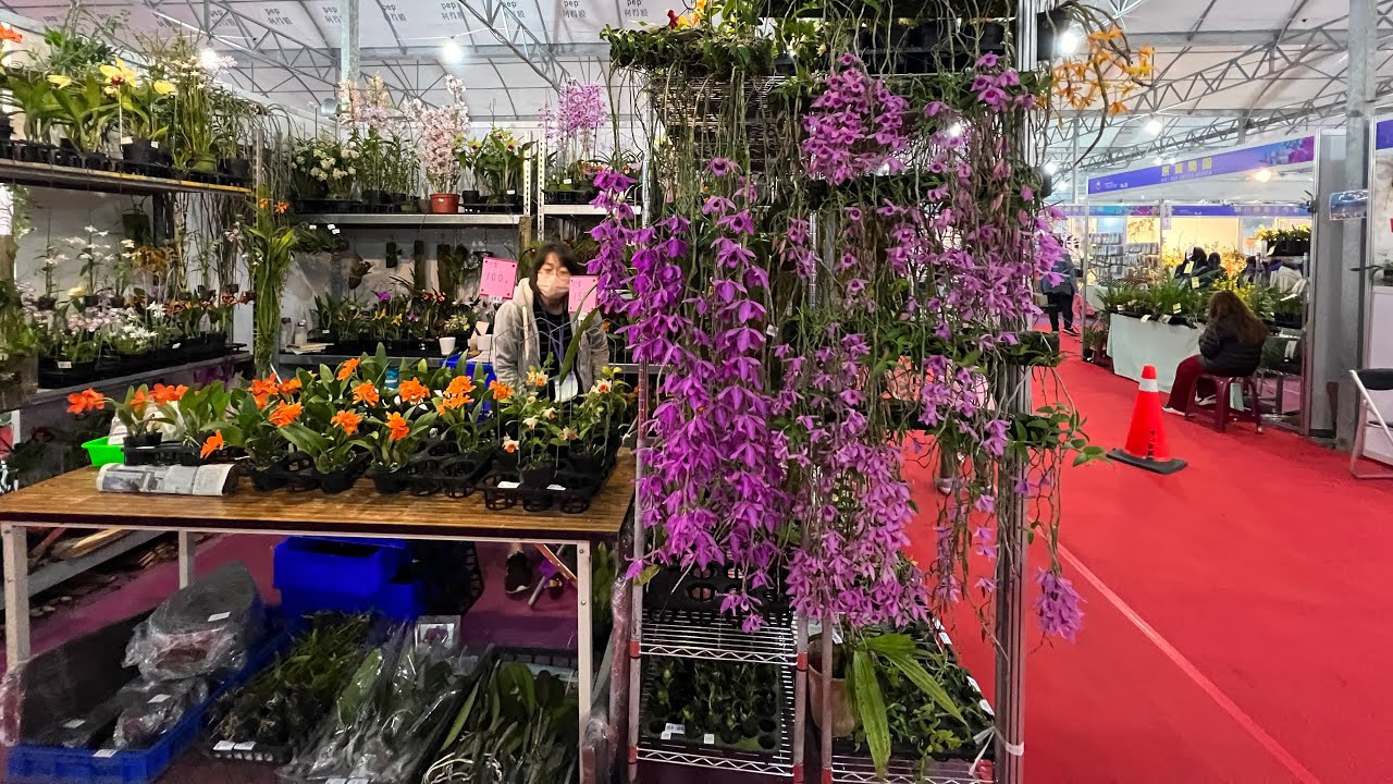 2022年4月2日 又到國際蘭展 直接到賣花的地方啦！來看躲在角落的原生蘭 和不常見的蘭花 / 2022 國際蘭展