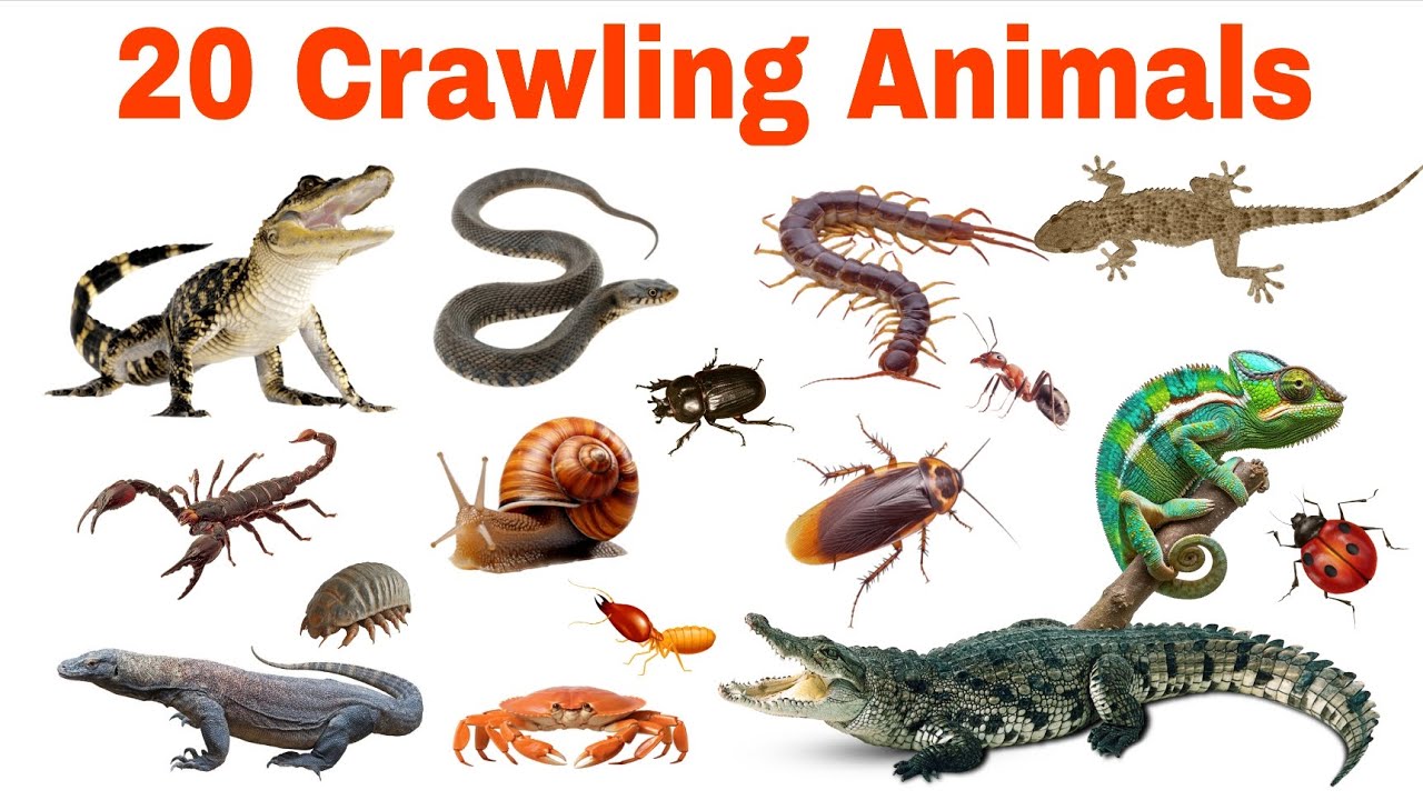Crawling Animals Name For Kids | Learn 20 Crawling Animals in English