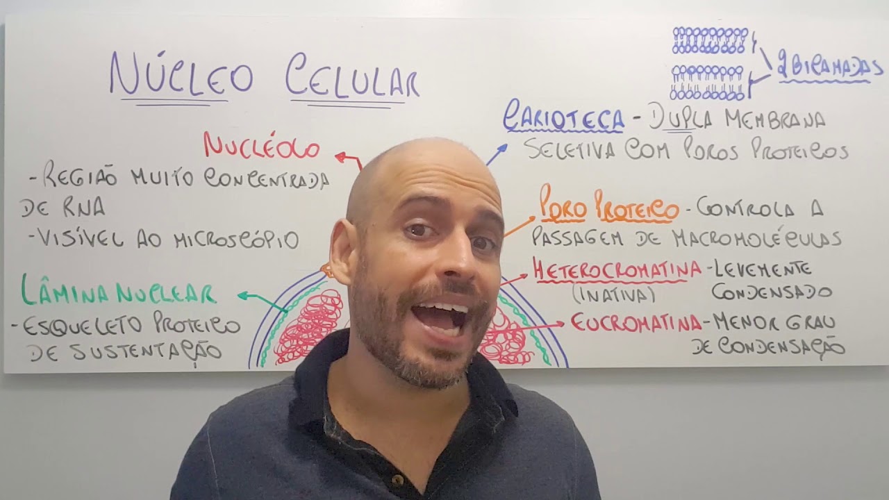Núcleo Celular - Componentes