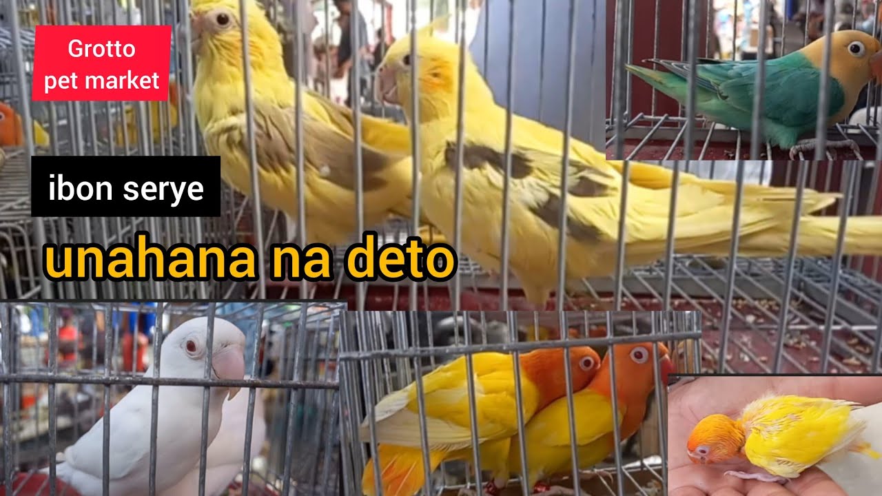 ep#110 Grotto pet market ibon serye unahan na deto dame magaganda👌👌👌✌️