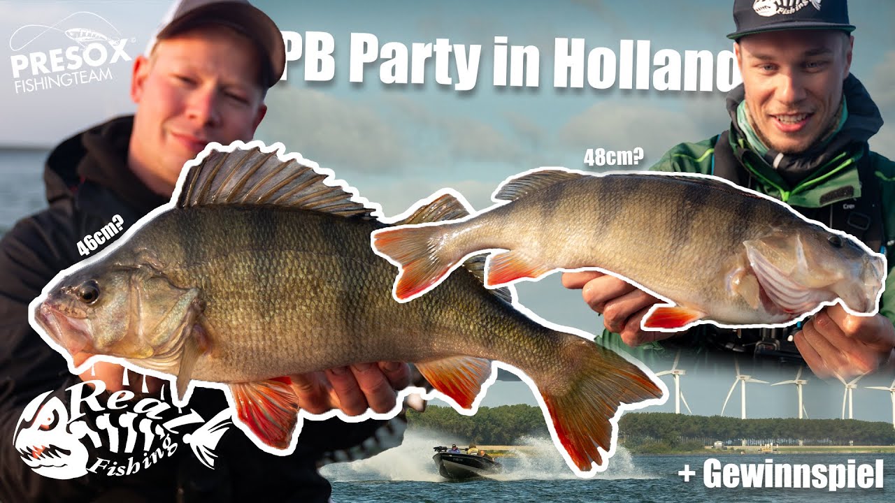 Wie viele PBs fallen?! // Die Barsche RASTEN aus - Mit Presox in Holland