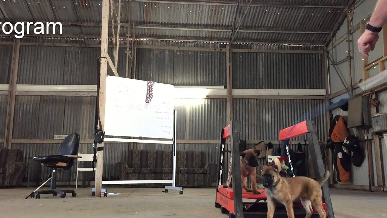 Herzhund Malinois C Litter available