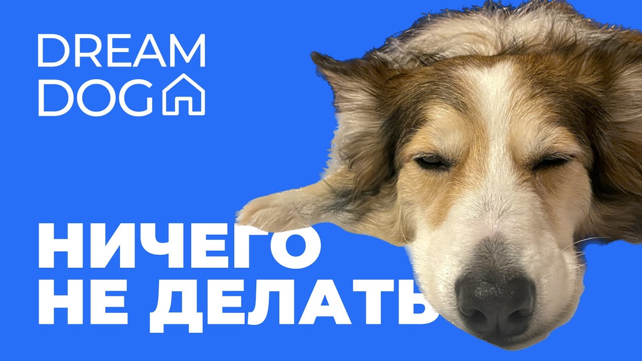 Ничего не делать 🐶 Научить собаку успокаиваться дома